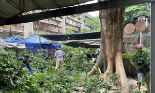 Cảnh tượng cây gòn cao 30m bật rễ chực đổ, đe doạ hàng chục dân chung cư 
