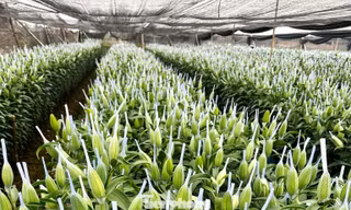 Hoa tươi 28 Tết: Tuyết mai giá mềm, ly kép tăng phi mã