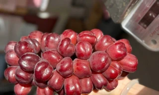 Loại nho mới của Trung Quốc đổ bộ chợ Việt, giá đắt gấp 10 hàng ‘quý tộc’