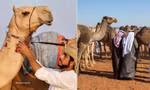 20 con lạc đà bị loại vì tiêm botox, “lạm dụng dao kéo” khi đi thi nhan sắc