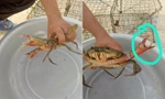 Giải mã hiện tượng con cua Cà Mau có “2 càng rưỡi”: Vì sao, có ăn được không?