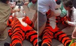 Người mặc đồ hóa trang thành hổ bị ngất xỉu vì nắng nóng ở Trung Quốc