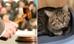 Mèo bị bán đấu giá vì chủ bị tịch biên tài sản, netizen vừa buồn cười vừa thương