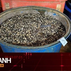 TIN NHANH: Lời khai của chủ lò bán 3.000 tấn ốc ngâm hóa chất ở TPHCM