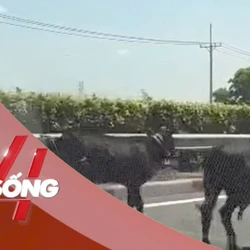 NHỊP SỐNG 24: Lý do 4 con bò đi vào được cao tốc TPHCM - Long Thành
