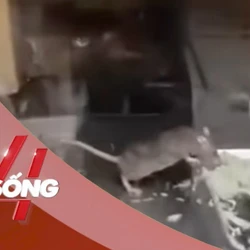 NHỊP SỐNG 24: Chuột thản nhiên gặm rau, thịt trong tủ bánh mì ở Hà Nội gây sốc