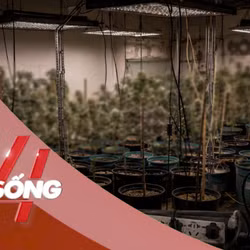 NHỊP SỐNG 24: Phương thức trồng cần sa tại nhà của nhóm đối tượng mới bị bắt giữ ở Hà Nội