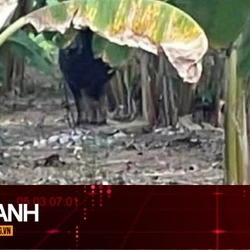 TIN NHANH: Vụ con trâu gây án rồi 'vượt biên', có làm thay đổi trách nhiệm?