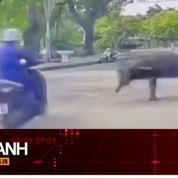 TIN NHANH: Trâu xổng chuồng húc gãy xương vai người phụ nữ: Xử lý ra sao?