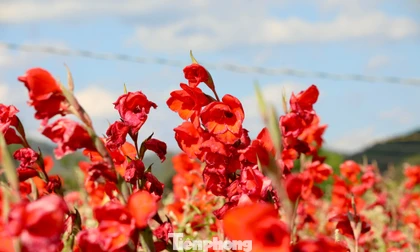 Nông dân 'nuốt nước mắt' cắt bỏ cả cánh đồng hoa lay ơn đang rực nở 