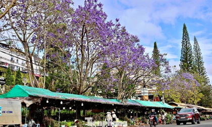 Phượng tím Đà Lạt 'đốn tim' du khách