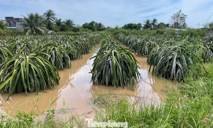 Nông dân xót xa nhìn vườn thanh long để bán Tết chìm trong 'biển nước'