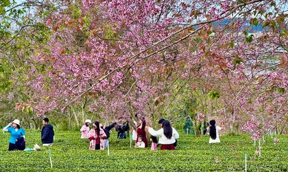 Mai anh đào khoe sắc trên đồi chè Cầu Đất