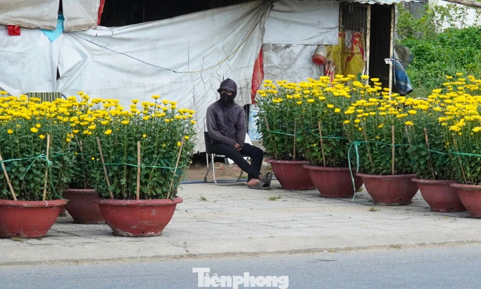 ‘Giá hoa cúc thấp hơn năm trước mà người mua chẳng thấy đâu’