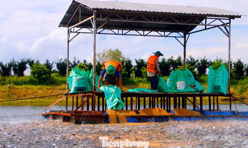 Tập đoàn Hà Lan đề xuất nuôi cá tra trong nước nhiễm mặn