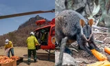 Dùng máy bay thả cà rốt cứu chuột túi sau thảm họa cháy rừng Australia