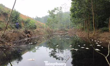 Cá chết trắng, bốc mùi hôi thối trên kênh nước đen kịt cạnh khu xử lý thải ở Phú Thọ