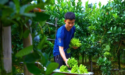 Tết cận kề, làng phật thủ Liên Châu rộn ràng đón khách bốn phương