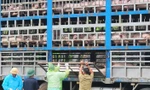 Công an Phú Thọ thu giữ, tiêu hủy 17 tấn lợn nhiễm dịch tả lợn Châu Phi