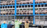 Công an Phú Thọ thu giữ, tiêu hủy 17 tấn lợn nhiễm dịch tả lợn Châu Phi