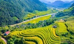 Bức tranh mùa thu ruộng bậc thang không thể rời mắt ở Sơn La 