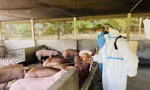 Dịch tả lợn châu Phi lan rộng 106 xã ở tỉnh Phú Thọ