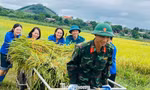 Bộ đội cùng thanh niên Phú Thọ gặt lúa giúp người dân trước bão 