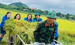 Bộ đội cùng thanh niên Phú Thọ gặt lúa giúp người dân trước bão 