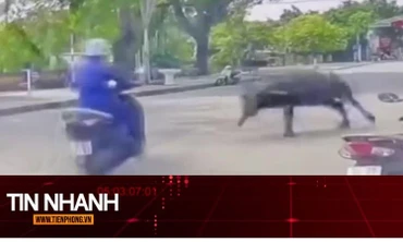 TIN NHANH: Trâu xổng chuồng húc gãy xương vai người phụ nữ: Xử lý ra sao?
