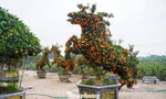 Độc lạ quýt hình ngựa có giá hàng chục triệu đồng ở thủ phủ cây cảnh Hưng Yên