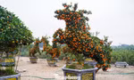 Độc lạ quýt hình ngựa có giá hàng chục triệu đồng ở thủ phủ cây cảnh Hưng Yên
