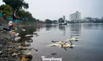 Cá chết bất thường, nổi trắng ven hồ Trúc Bạch