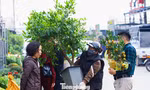 Thủ phủ hoa, cây cảnh lớn nhất miền Bắc 'chạy đua' cùng Tết