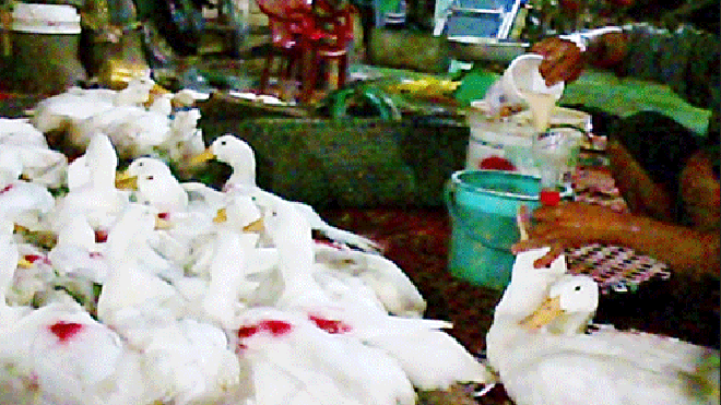 Cắm ống sâu tận diều vịt rồi múc tạp chất đổ vào phễu.