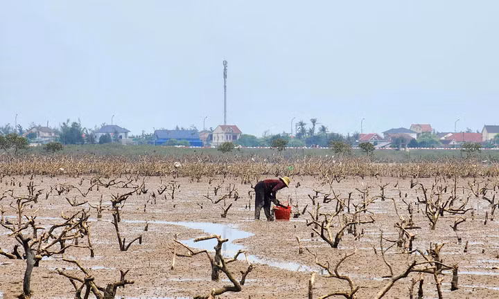 Rừng ngập mặn ven biển Hà Tĩnh chết hàng loạt