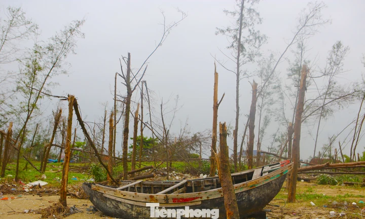Rừng phòng hộ ven biển xác xơ sau hai đợt bão liên tiếp