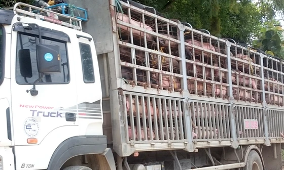 Ảnh minh họa. Nguồn: Tuấn Nguyễn