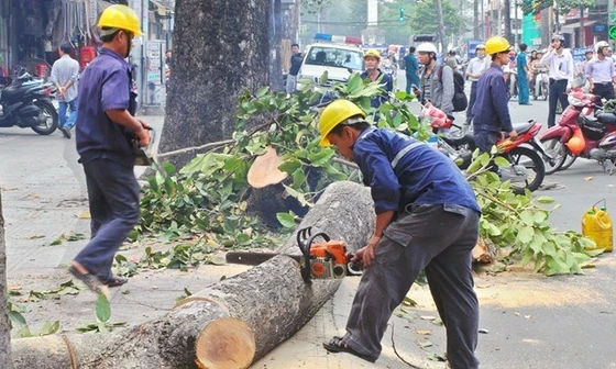 Hà Nội thừa nhận nóng vội trong việc thay thế cây xanh
