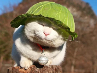 Những khoảnh khắc đáng yêu của động vật