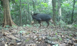 Khám phá 22 loài động vật quý hiếm trong rừng đặc dụng Nam Quảng Trị