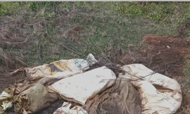 Xác lợn trên bãi biển nổi tiếng Quảng Trị