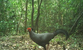 Gà lôi trắng - loài động vật nguy cấp, quý hiếm ở rừng Quảng Trị