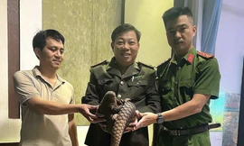 Phát hiện động vật quý hiếm bò trên đường phố