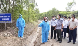  Quảng Trị thiết lập đường dây nóng phòng, chống dịch tả lợn Châu Phi 