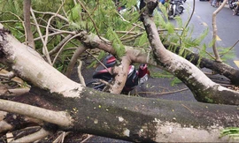 Cây phượng bật gốc đổ xuống đường, 4 người thoát chết trong gang tấc