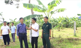 Quảng Trị khẩn trương làm điểm tập kết, di dời chợ chuối Tân Long trong tháng 9