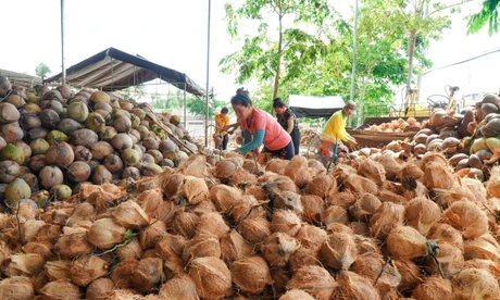 Sản lượng dừa Vĩnh Long năm 2025 ước đạt 1,3 triệu tấn.