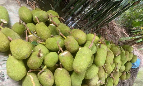 Trở tay không kịp vì giá mít 'lên đỉnh, xuống đáy'