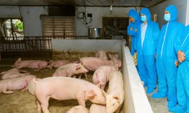 Tiêu hủy hơn 13.000 con lợn do dịch tả châu Phi tại Ninh Bình