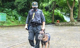 Huy động chó nghiệp vụ tìm du khách mất tích trong rừng Cúc Phương